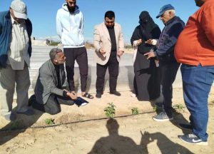 زراعة شمال سيناء تؤكد على ضرورة انتظام ري النبات بالماء بندوة حول نبات المريمية - 3 - سيناء الإخبارية