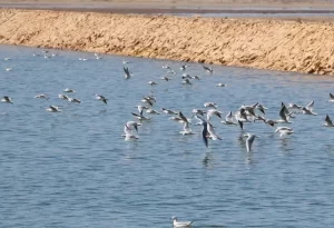 محمية الزرانيق الطبيعية بشمال سيناء تعد مركزًا رئيسيًا لحركة الطيور المهاجرة بين القارات - 3 - سيناء الإخبارية