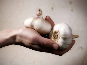 مضغ الثوم على الريق بشكل يومي منتظم يعزيز جهاز المناعة للوقاية من الأمراض - 5 - سيناء الإخبارية