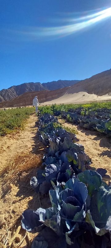 الإدارة الزراعية بمدينة دهب تنفذ حملة شاملة لحصر الأراضي الزراعية لتعزيز الإنتاجية وتقليل التكاليف - 1 - سيناء الإخبارية