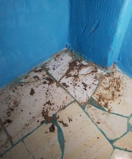 زراعة العريش تكافح النمل الأبيض في منزل بمنطقة أبي صقل وتوفر المبيد مجانًا - 3 - سيناء الإخبارية
