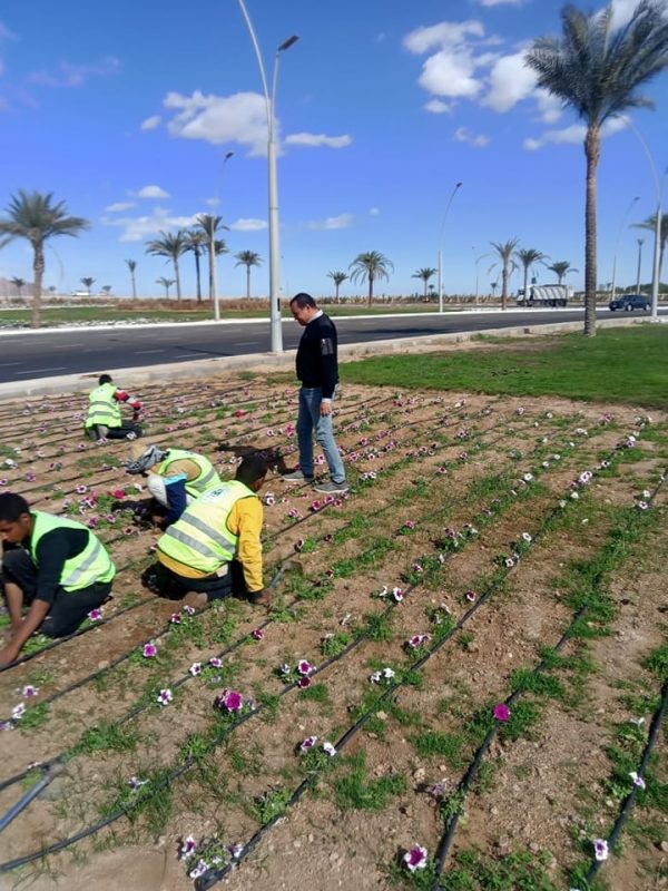 الإدارة الزراعية في شرم الشيخ تتابع صيانة المسطحات الخضراء في الميادين العامة - 5 - سيناء الإخبارية