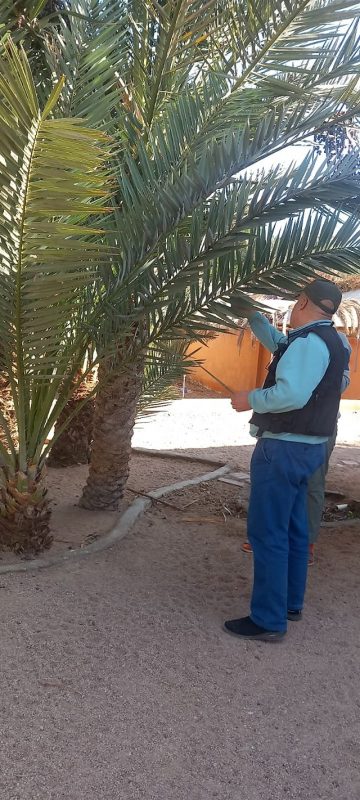 الإدارة الزراعية في مدينة دهب تتابع زراعة النخيل وتكافح الآفات الضارة - 7 - سيناء الإخبارية
