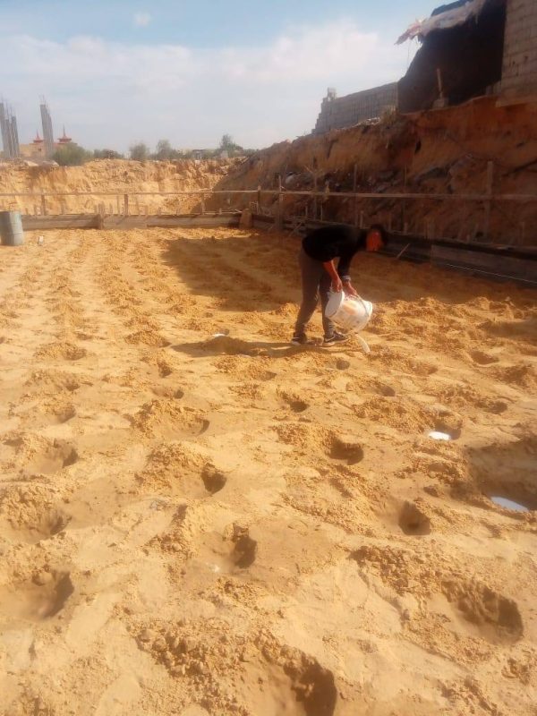 مديرية الزراعة تنفذ حملة مكافحة شاملة للنمل الأبيض في مدرسة سليمان صالح بمركز الشيخ زويد - 1 - سيناء الإخبارية
