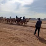 الإدارة الزراعية بشرم الشيخ تشارك في مهرجان الهجن وتتفقد الزراعات في القرية التراثية - 17 - سيناء الإخبارية