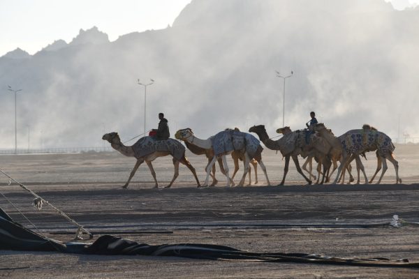 محافظ جنوب سيناء يتفقد الاستعدادات النهائية لاستضافة المهرجان العربي للهجن والتراث - 21 - سيناء الإخبارية
