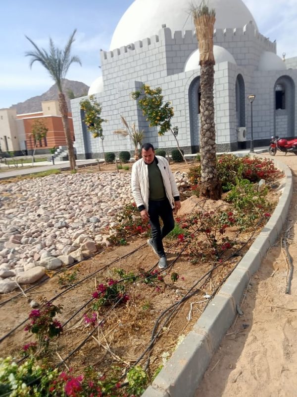 الإدارة الزراعية بشرم الشيخ تشارك في مهرجان الهجن وتتفقد الزراعات في القرية التراثية - 3 - سيناء الإخبارية
