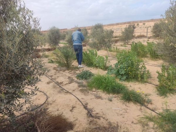 إدارة العريش الزراعية تجري جولة تفقدية في الحقول لدعم المزارعين وتعزيز الإنتاج - 3 - سيناء الإخبارية