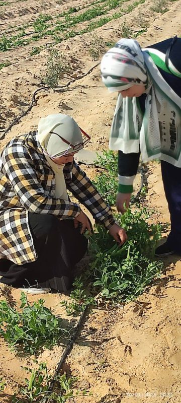 مديرية الزراعة بشمال سيناء تكثف جولاتها الميدانية لدعم المزارعين ومعالجة مشكلات المحاصيل - 3 - سيناء الإخبارية