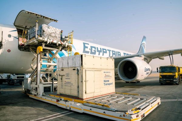 مصر للطيران تنقل الخيول المصرية إلى بطولة قطر الدولية للفروسية 2025 ..صور - 9 - سيناء الإخبارية