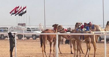 مهرجان شرم الشيخ للهجن.. وجهة للسياحة الثقافية ومحبي التراث العربي - 5 - سيناء الإخبارية