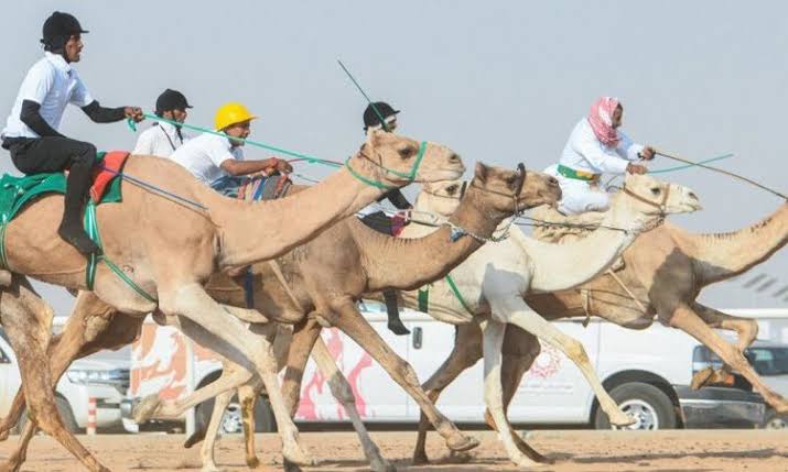 مهرجان شرم الشيخ للهجن.. وجهة للسياحة الثقافية ومحبي التراث العربي - 1 - سيناء الإخبارية