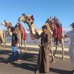 مهرجان شرم الشيخ للهجن.. وجهة للسياحة الثقافية ومحبي التراث العربي - 3 - سيناء الإخبارية