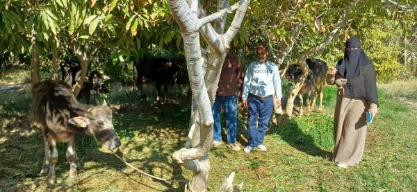 الإدارة الزراعية في طور سيناء تواصل حصر الثروة الحيوانية بالتعاون مع الطب البيطري - 5 - سيناء الإخبارية