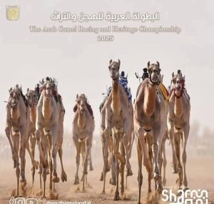 بمشاركة 6 دول عربية و17 محافظة..الاستعدادات لانطلاق فعاليات مهرجان الهجن العربي بمدينة شرم الشيخ - 3 - سيناء الإخبارية