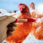 تحذيرات من جائحة جديدة.. إنفلونزا الطيور تهدد الولايات المتحدة والمخاطر تزداد - 10 - سيناء الإخبارية تحذيرات من جائحة جديدة.. إنفلونزا الطيور تهدد الولايات المتحدة والمخاطر تزداد - 9 - سيناء الإخبارية