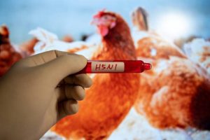 تسجيل أول حالة وفاة بشرية بسبب إنفلونزا الطيور بولاية لويزيانا الأمريكية - 1 - سيناء الإخبارية