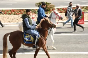 ختام فعاليات البطولة العربية والمهرجان العربي للهجن والتراث بشرم الشيخ - 9 - سيناء الإخبارية