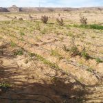 مديرية الزراعة بجنوب سيناء تقدم الإرشاد الزراعي وتوزع "كارت الفلاح الذكي" في وادي سعال - 1 - سيناء الإخبارية