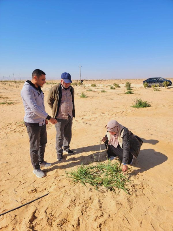 لجنة زراعية بشمال سيناء تتصدى لانتشار القوارض والآفات في تجمع بغداد وقرية أم شيحان - 5 - سيناء الإخبارية