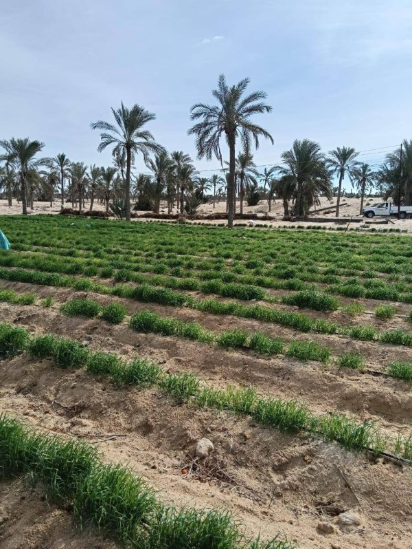 ندوة حقلية بقرية المريج في شمال سيناء للتعريف بصنف القمح "جيزة 171" - 11 - سيناء الإخبارية