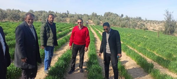 مديرية الزراعة بشمال سيناء تنظم ندوة تدريبية في بئر العبد للنهوض بمحصول القمح - 1 - سيناء الإخبارية