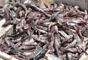 لمنع مظاهر الغش..تموين جنوب سيناء يحرر 35 محضر تموينى ويتحفظ على 1.750 طن أسمدة - 3 - سيناء الإخبارية
