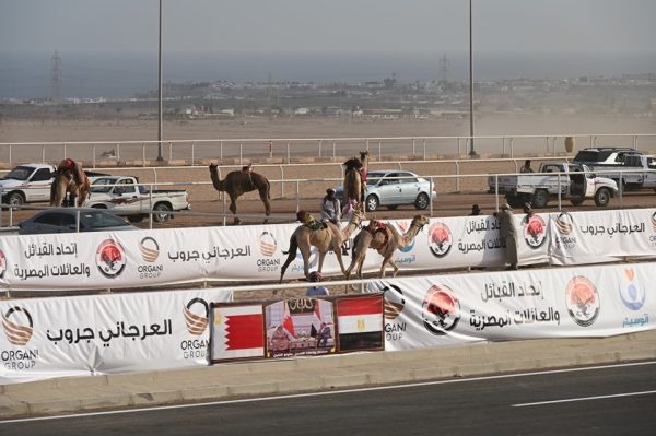 محافظ جنوب سيناء يتابع فعاليات اليوم الأول لسباقات الهجن ويشدد على دعم الاقتصاد المحلي وتطوير التراث - 3 - سيناء الإخبارية