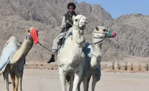 محافظ جنوب سيناء يعلن عن استعدادات شرم الشيخ للاحتفال بتنظيم المهرجان العربي للهجن والتراث - 3 - سيناء الإخبارية