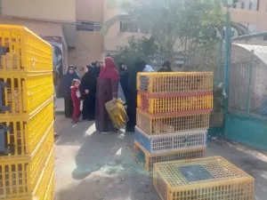 مديرية الزراعة بجنوب سيناء تنظم احتفالية لتوزيع مشروعات تربية الدواجن بمدينة الطور - 5 - سيناء الإخبارية