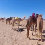 بمشاركة أكثر من 50 هجن..انطلاق سباق الهجن التنشيطي بمضمار هجن مدينة الطور - 1 - سيناء الإخبارية