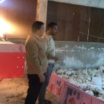 الإدارة الزراعية في نويبع تعلن افتتاح منفذ لبيع الدواجن الحية بسعر البورصة - 1 - سيناء الإخبارية