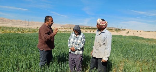 مديرية الزراعة تنظم قافلة إرشادية في جنوب سيناء لمتابعة محاصيل القمح والشعير - 1 - سيناء الإخبارية