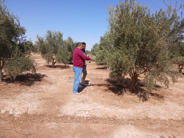 إدارة الزراعة بطور سيناء تقدم إرشادات للمزارعين بوادي الطور لتعزيز إنتاجية المانجو والزيتون - 3 - سيناء الإخبارية