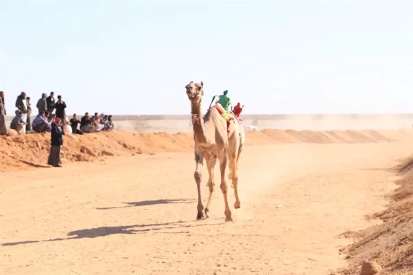 انطلاق فعاليات الدورة العشرين لمهرجان الإسماعيلية للهجن بمشاركة عربية واسعة..صور - 5 - سيناء الإخبارية