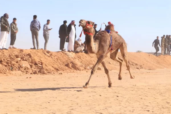 انطلاق فعاليات الدورة العشرين لمهرجان الإسماعيلية للهجن بمشاركة عربية واسعة..صور - 7 - سيناء الإخبارية
