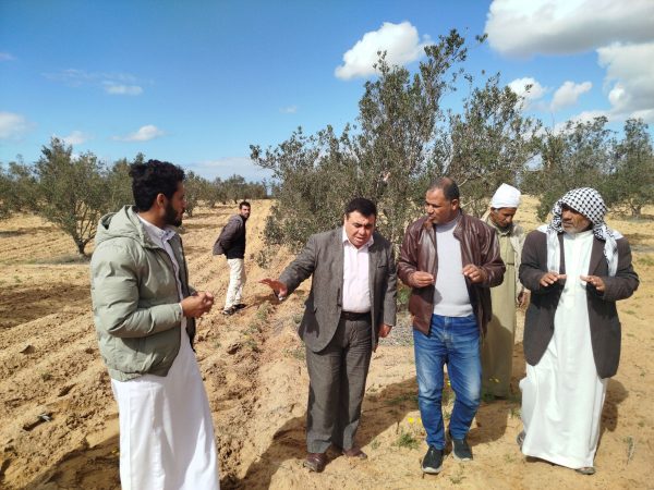 وكيل الزراعة بشمال سيناء يتفقد محاصيل الزيتون والشعير والتين بالشيخ زويد - 23 - سيناء الإخبارية