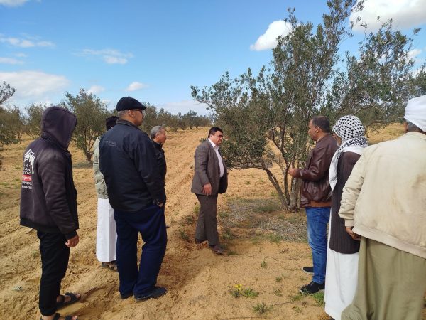 وكيل الزراعة بشمال سيناء يتفقد محاصيل الزيتون والشعير والتين بالشيخ زويد - 21 - سيناء الإخبارية