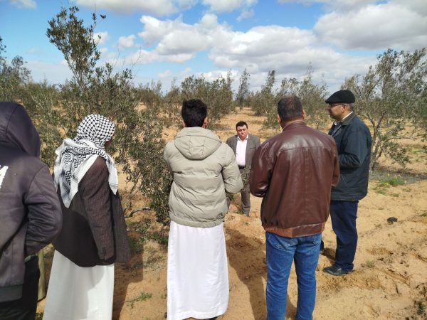 وكيل الزراعة بشمال سيناء يتفقد محاصيل الزيتون والشعير والتين بالشيخ زويد - 19 - سيناء الإخبارية