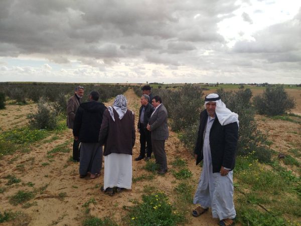 وكيل الزراعة بشمال سيناء يتفقد محاصيل الزيتون والشعير والتين بالشيخ زويد - 5 - سيناء الإخبارية