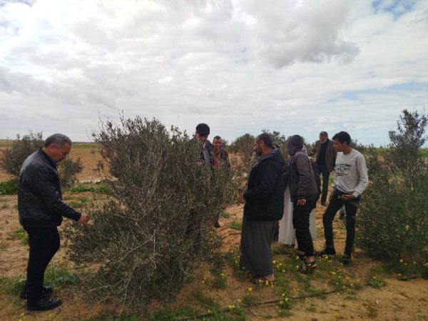 وكيل الزراعة بشمال سيناء يتفقد محاصيل الزيتون والشعير والتين بالشيخ زويد - 3 - سيناء الإخبارية