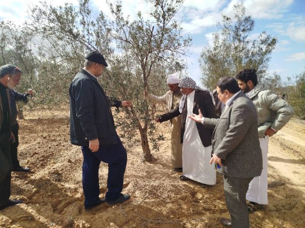 وكيل الزراعة بشمال سيناء يتفقد محاصيل الزيتون والشعير والتين بالشيخ زويد - 41 - سيناء الإخبارية
