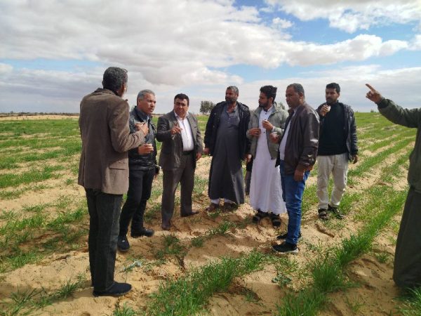 وكيل الزراعة بشمال سيناء يتفقد محاصيل الزيتون والشعير والتين بالشيخ زويد - 33 - سيناء الإخبارية