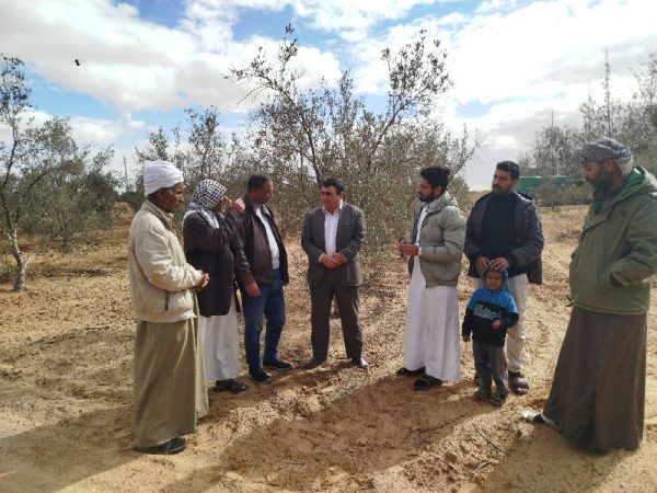 وكيل الزراعة بشمال سيناء يتفقد محاصيل الزيتون والشعير والتين بالشيخ زويد - 31 - سيناء الإخبارية