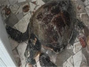 العثور على سلحفاة بحرية كبيرة الحجم " ترسه " بشاطئ ٦ أكتوبر دائرة قسم أول العامرية - 3 - سيناء الإخبارية