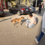 مديرية الطب البيطري بشمال سيناء: تحصين الكلاب الضالة ضد السعار دون إنهاء حياتها - 2 - سيناء الإخبارية مديرية الطب البيطري بشمال سيناء: تحصين الكلاب الضالة ضد السعار دون إنهاء حياتها - 1 - سيناء الإخبارية