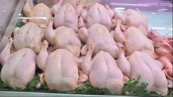 ارتفاع الفراخ البيضاء جنيهًا.. تباين أسعار الدواجن بالأسواق الثلاثاء 25 فبراير 2025 - 5 - سيناء الإخبارية