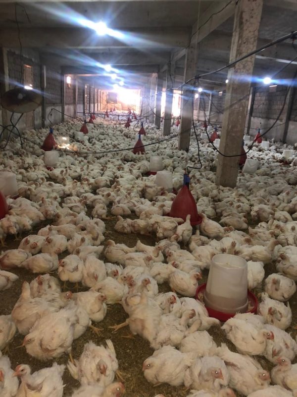 الإدارة الزراعية في نويبع تعلن افتتاح منفذ لبيع الدواجن الحية بسعر البورصة - 1 - سيناء الإخبارية