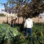 جولة تفقدية للإدارة الزراعية في شرم الشيخ لحصر الزراعات وتقدير احتياجات المياه - 5 - سيناء الإخبارية