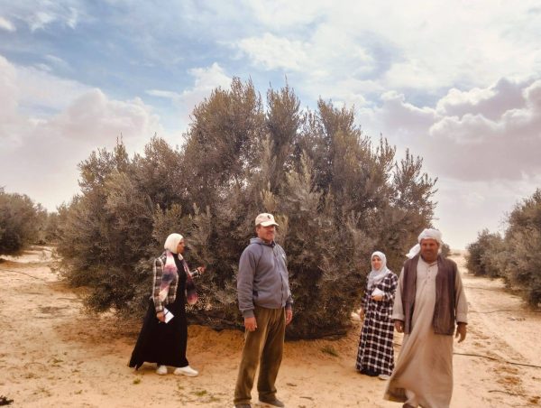 إدارة رفح الزراعية تواصل جهودها في تطوير القطاع الزراعي بشمال سيناء من خلال حصر جميع المحاصيل - 1 - سيناء الإخبارية